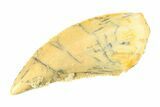 Serrated, Raptor Tooth - Real Dinosaur Tooth #295731-1